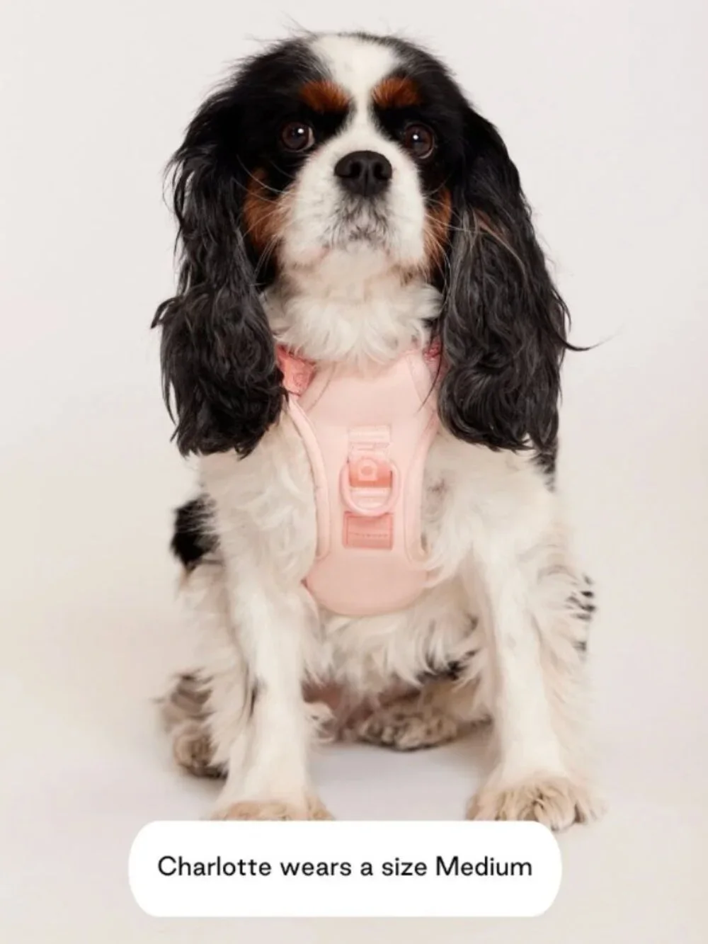 Maxbone Go! With Ease Leash Bundle - Dog Harness Set - NWT - MSRP $135